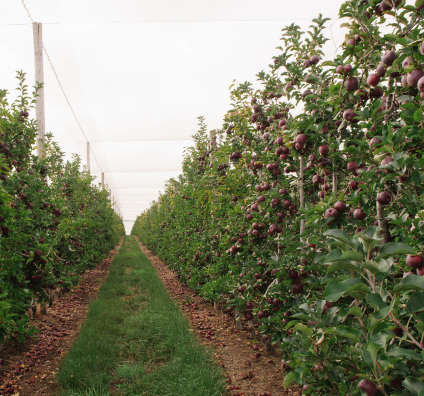 Soluna Apples, 3-Pack